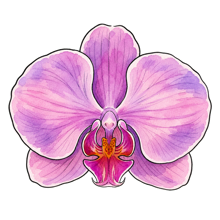 Orchid